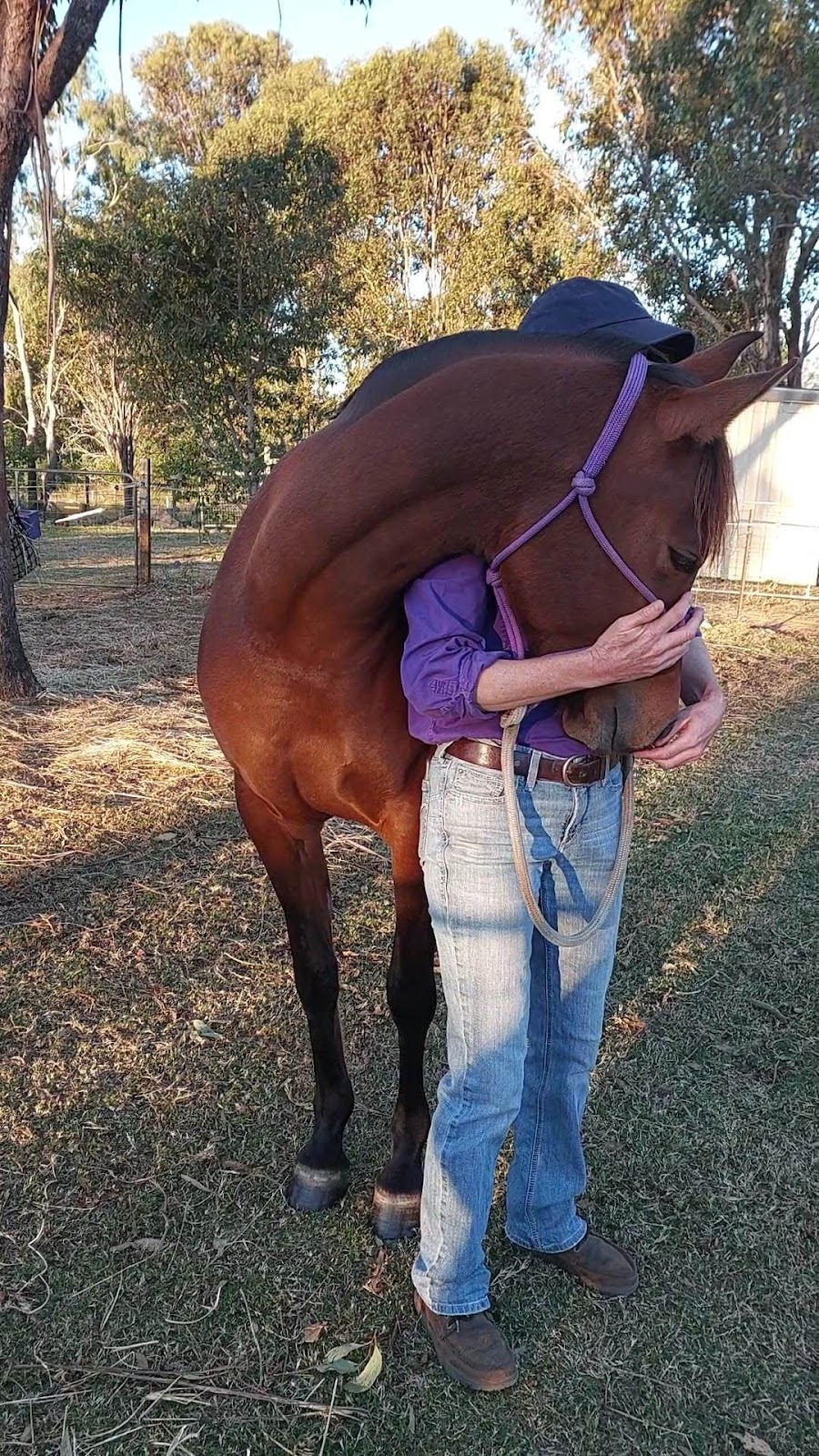 Bare Bowen Equine Services | 769 Sandy Creek Rd, Sandy Creek QLD 4515, Australia | Phone: 0491 046 468