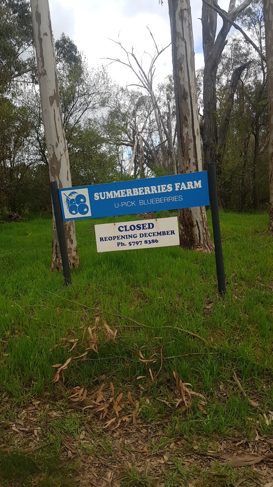 Summerberries Blueberry Farm | 39 Two Hills Rd, Glenburn VIC 3717, Australia | Phone: (03) 5797 8386