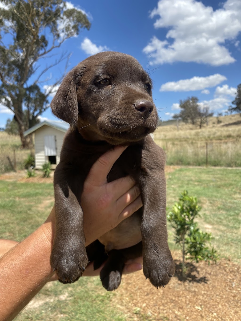 K9 Empire Lodge | 1305 Castlereagh Hwy, Lidsdale NSW 2790, Australia | Phone: 0450 248 402