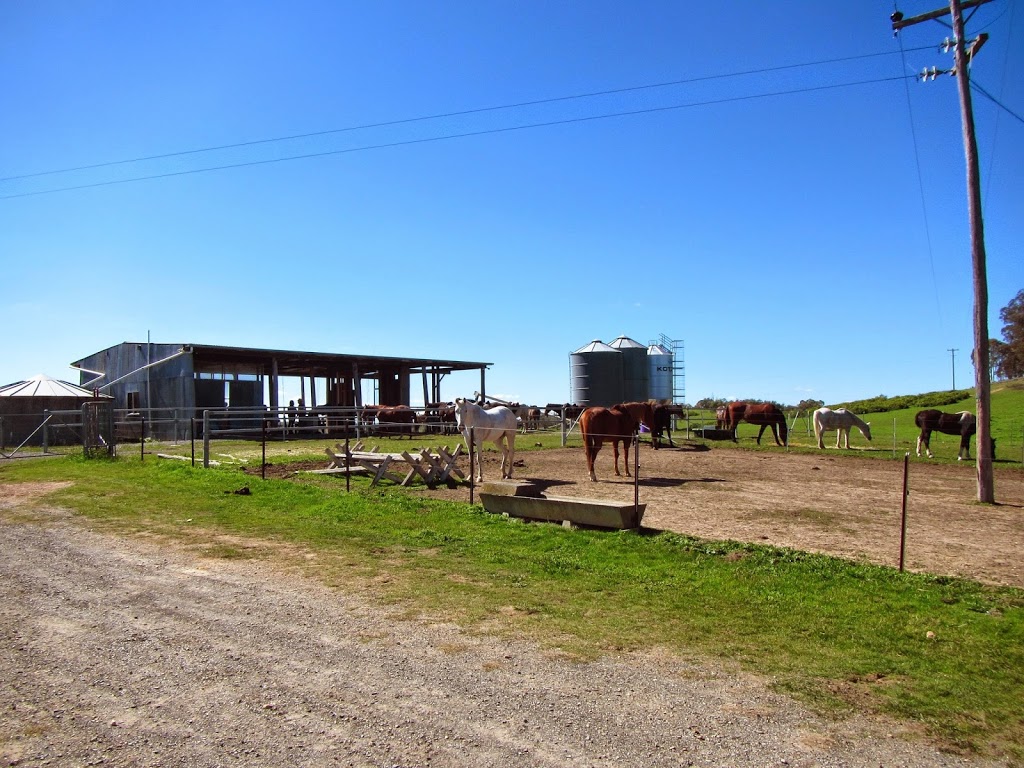 Burnelee Excursions On Horseback | 320 Dicks Creek Rd, Murrumbateman NSW 2582, Australia | Phone: (02) 6227 5850