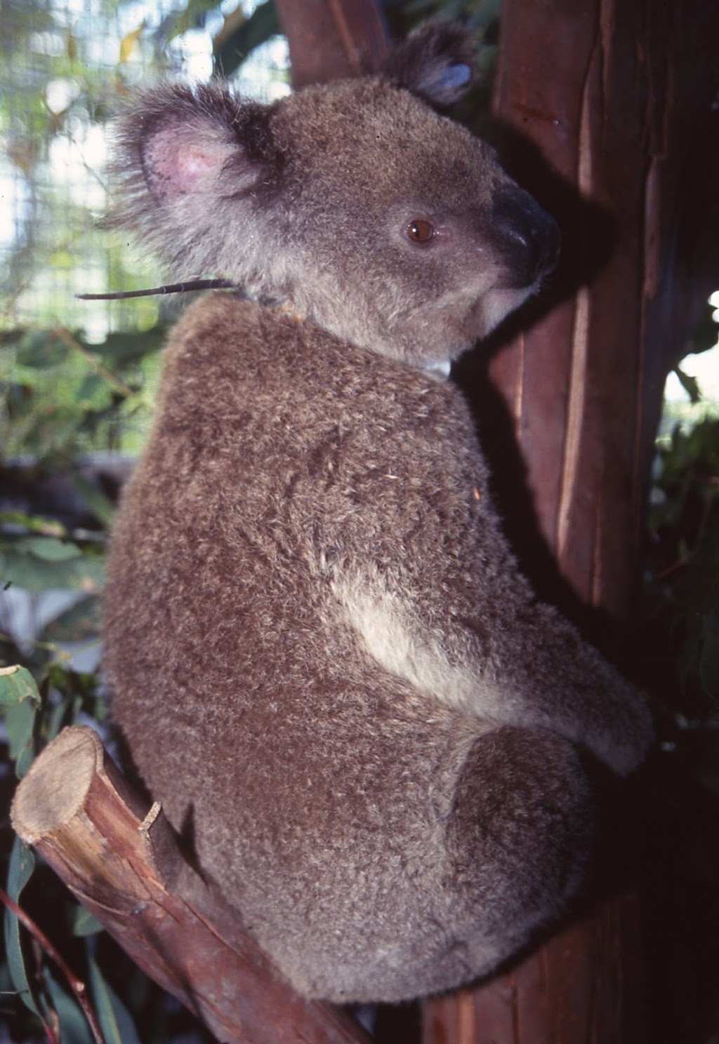 Caring For Australian Wildlife |  | 12 Jimilee St, Dundowran Beach QLD 4655, Australia | 0417631220 OR +61 417 631 220