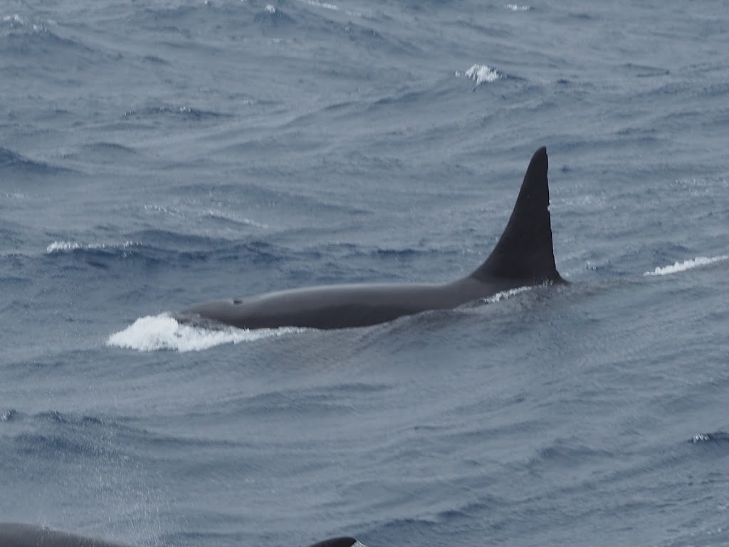 Bremer Bay Killer Whales | Swarbrick Rd, Bremer Bay WA 6338, Australia | Phone: 1300 388 893