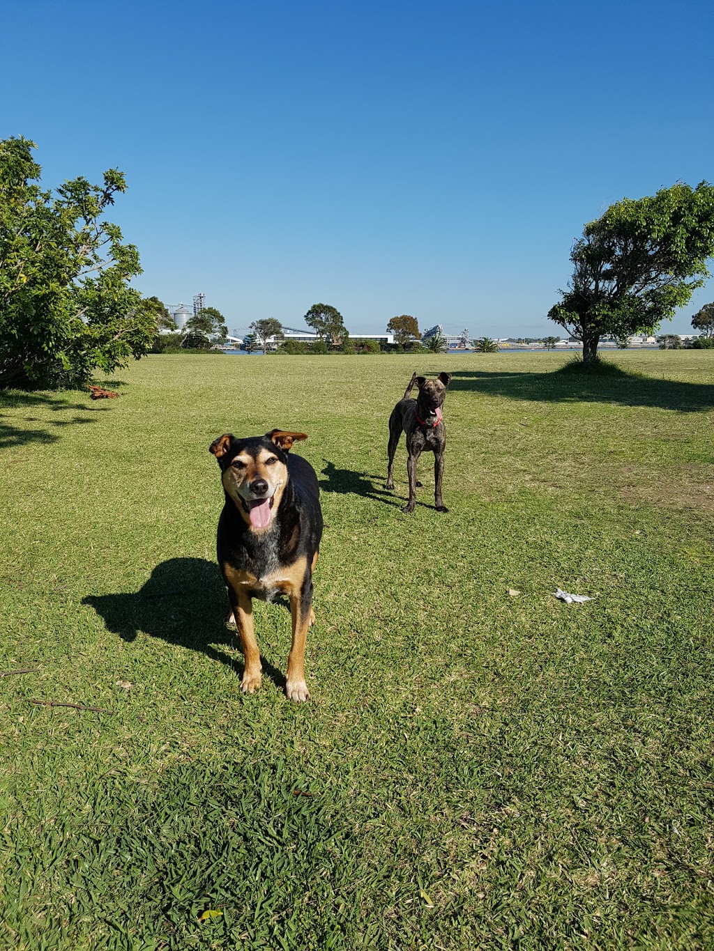 Stockton Off-Leash Dog Area | park | LOT 106 Hunter St, Stockton NSW 2295, Australia