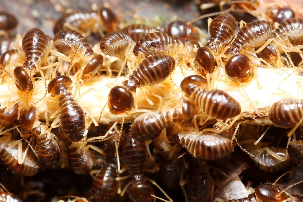 Termite Pesti Pest Control Perth | 312/112 Goderich St, Perth WA 6000, Australia | Phone: 0401 037 876