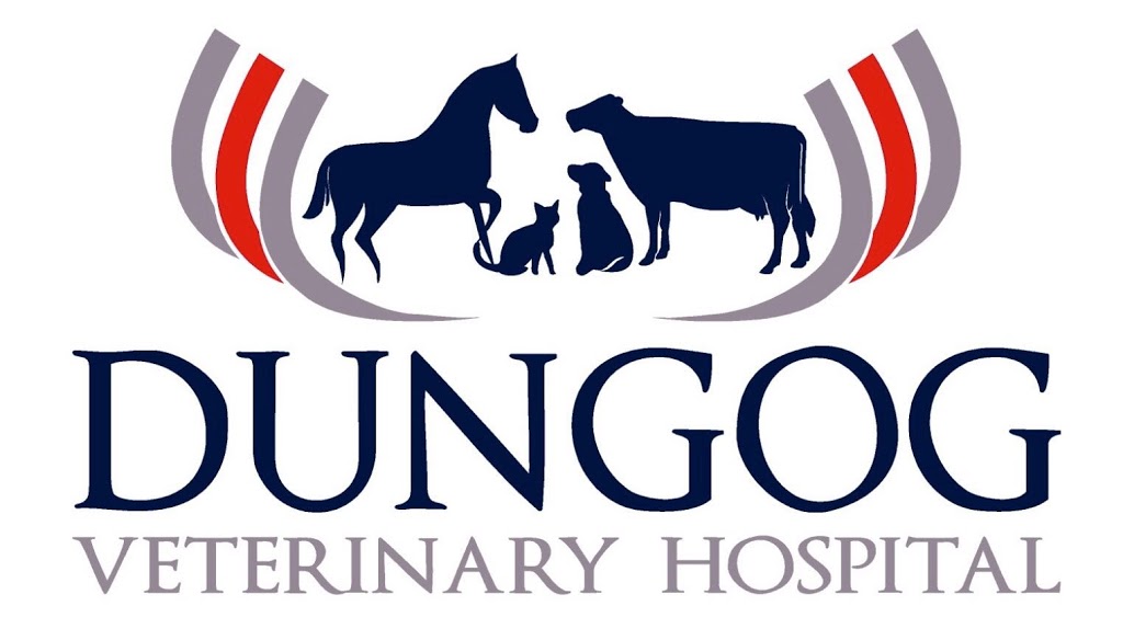 Paterson Branch- Dungog Veterinary Hospital | veterinary care | 30 King St, Paterson NSW 2421, Australia | 0249385002 OR +61 2 4938 5002