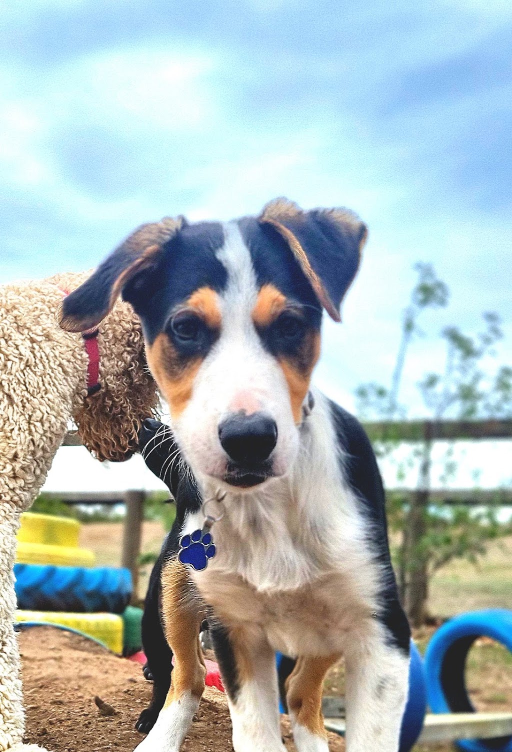 Castlemaine Doggy Daycare | 53 Faradale Dr, Faraday VIC 3451, Australia | Phone: 0436 326 274