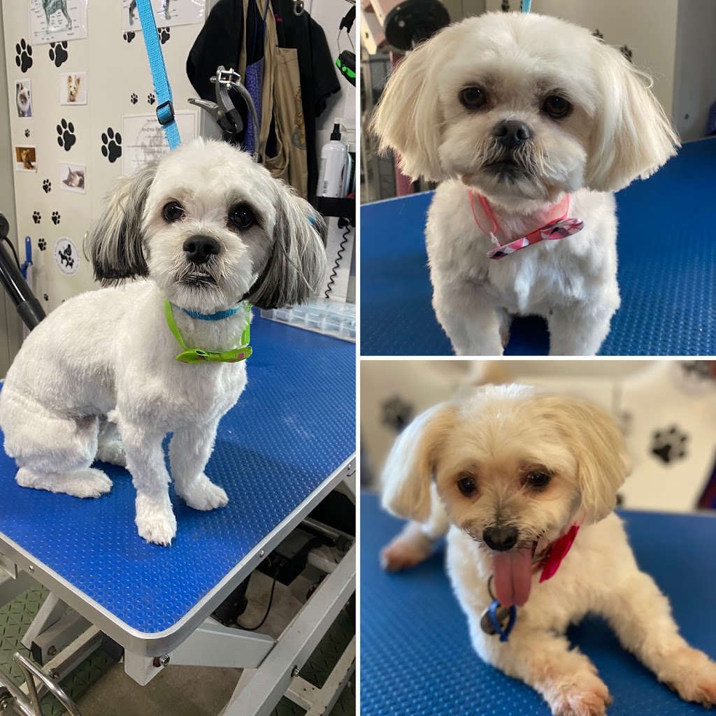 Bubbly Paws Dog Grooming | 44 Mindarie Dr, Quinns Rocks WA 6030, Australia | Phone: 0414 436 349