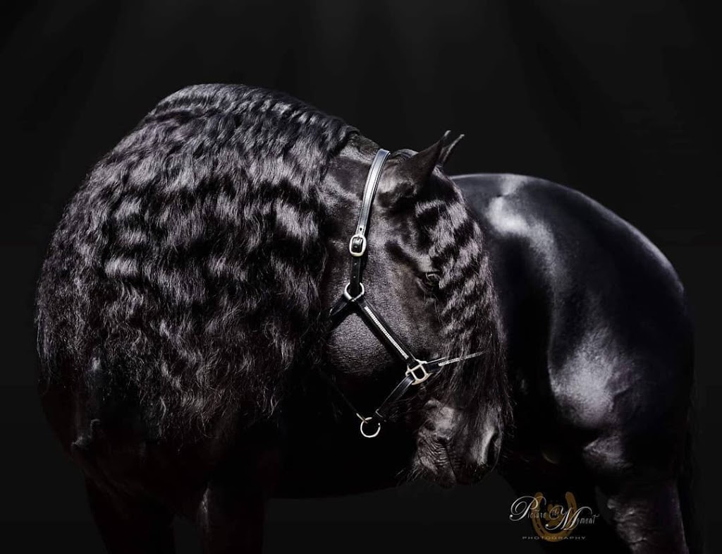 Van Demears Friesian Horses |  | 91-147 Plunkett Rd, Tamborine QLD 4270, Australia | 0437437650 OR +61 437 437 650