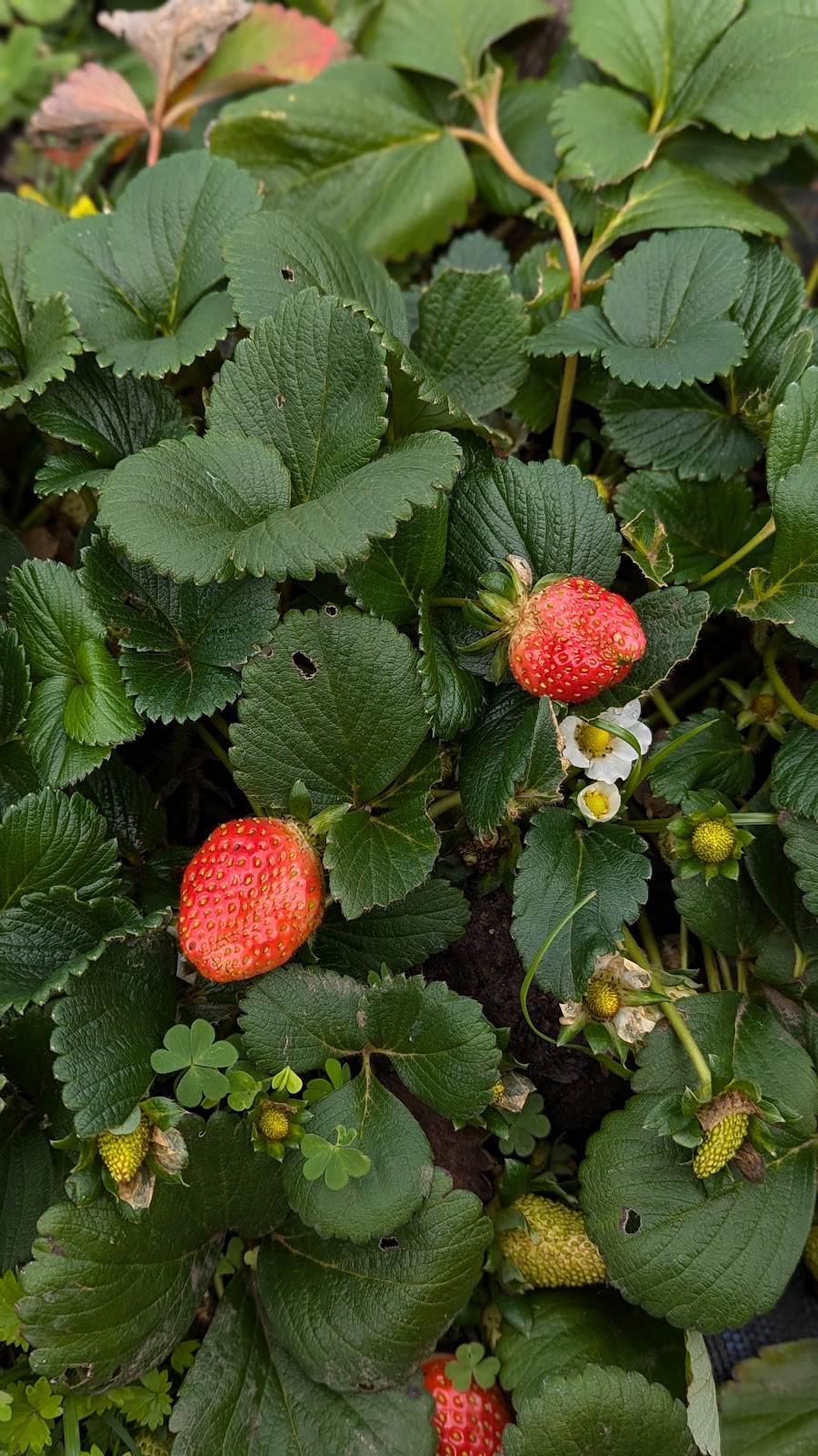 Ellias Garden | Farm Visits & Pick Your Own Produce | 1819 Tarome Rd, Moorang QLD 4340, Australia | Phone: 0491 100 661