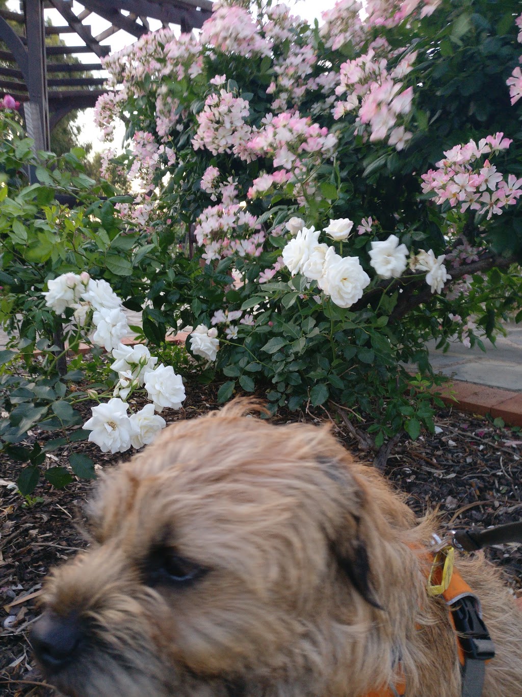 Willunga Jubilee Rose Garden | rose garden, Willunga SA 5172, Australia