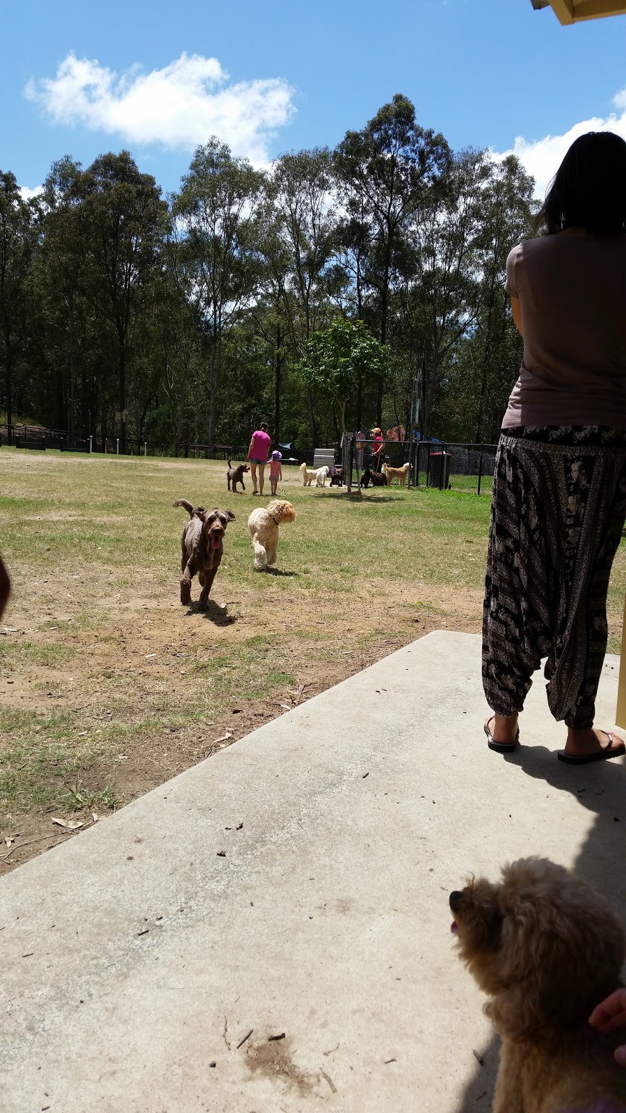 Chermside West Fenced Agility Dog Park | park | 158 Maundrell Terrace, Chermside West QLD 4032, Australia | 0734038888 OR +61 7 3403 8888