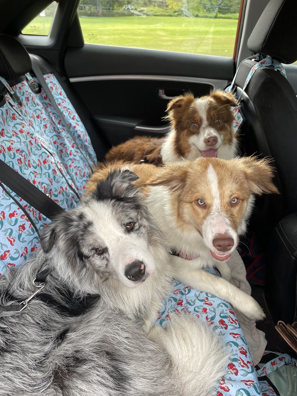 Quinn Dog Training | Flinders St, Redbank Plains QLD 4301, Australia | Phone: 0477 504 926