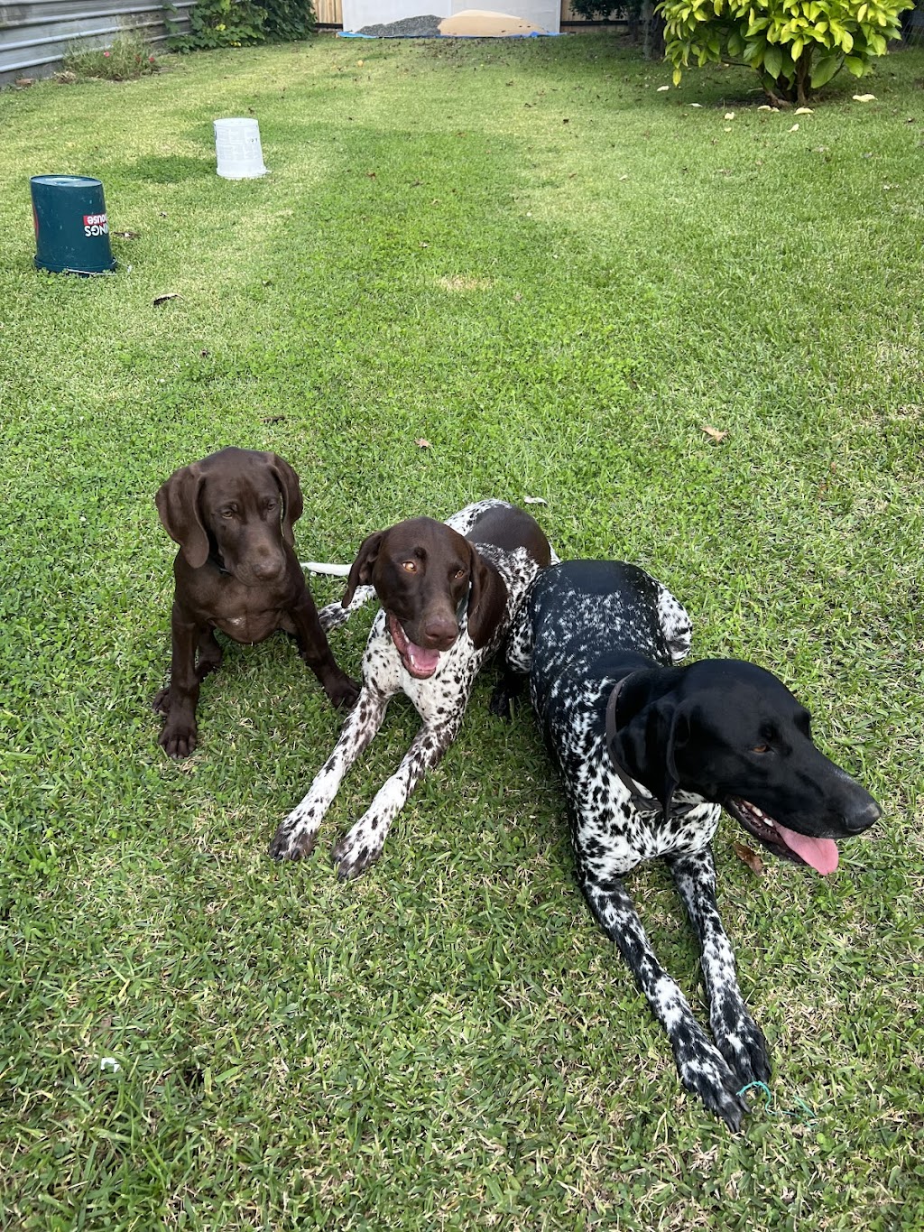 Noble Kennels | 31 Wangi Rd, Fassifern NSW 2283, Australia | Phone: 0426 815 246