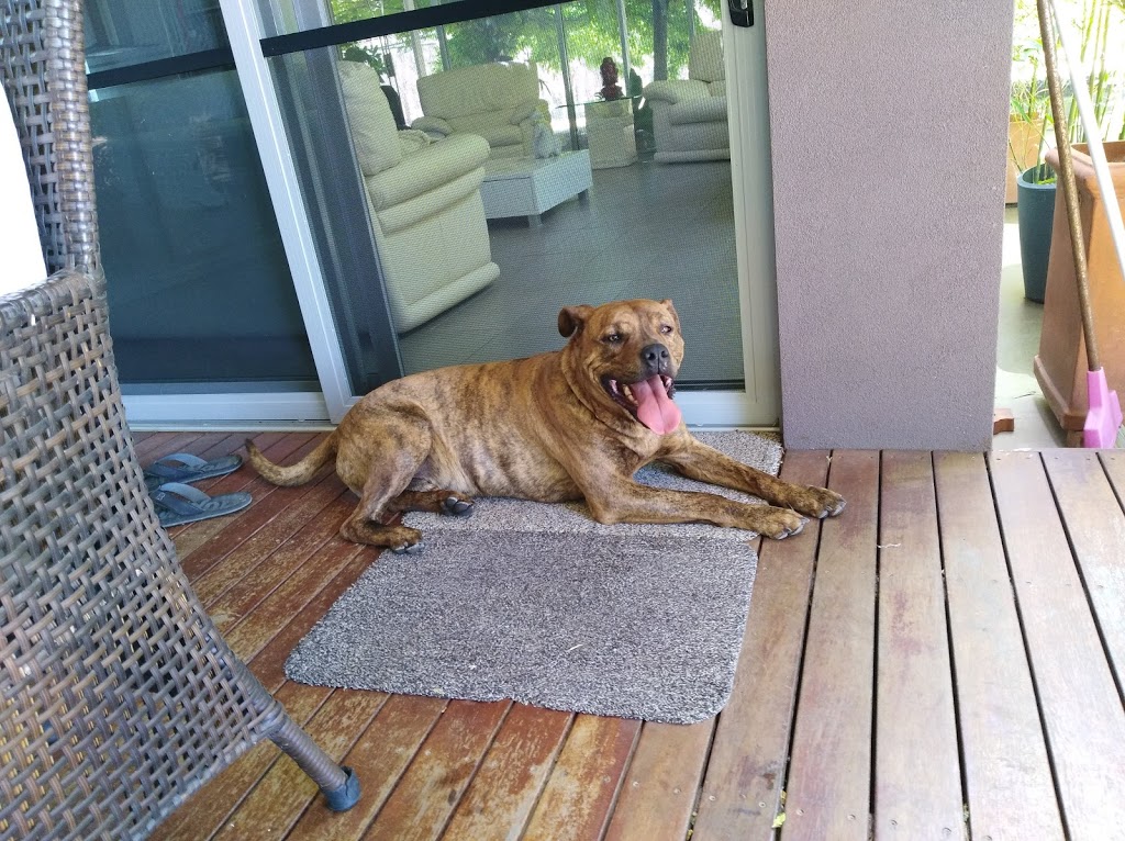 Wodonga Dog Rescue |  | 180 Sangsters Rd, Wodonga VIC 3690, Australia | 0407538922 OR +61 407 538 922