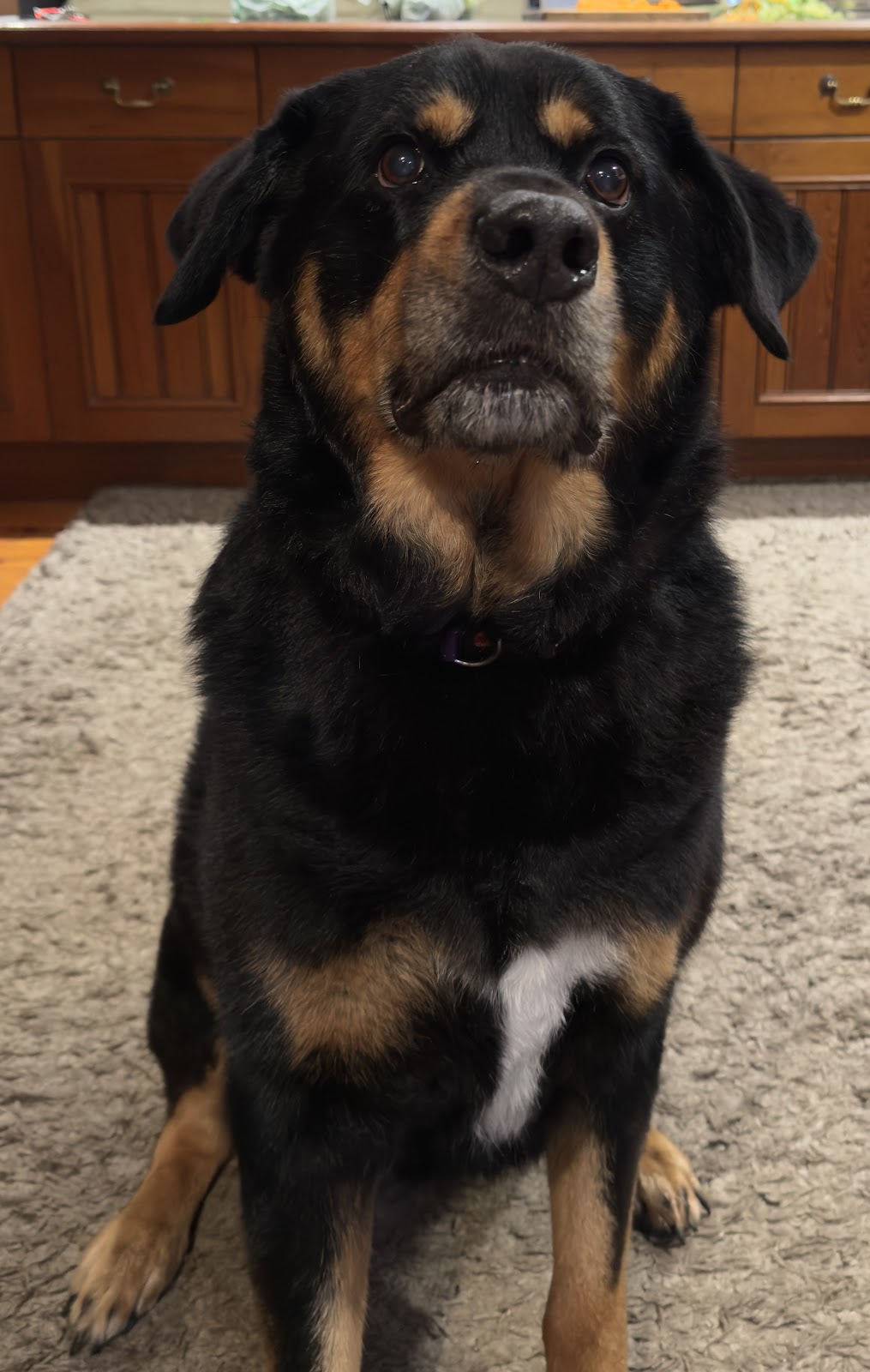 Simply Pawgeous Grooming | 951 Dicksons Rd, Dooralong NSW 2259, Australia | Phone: 0484 671 351