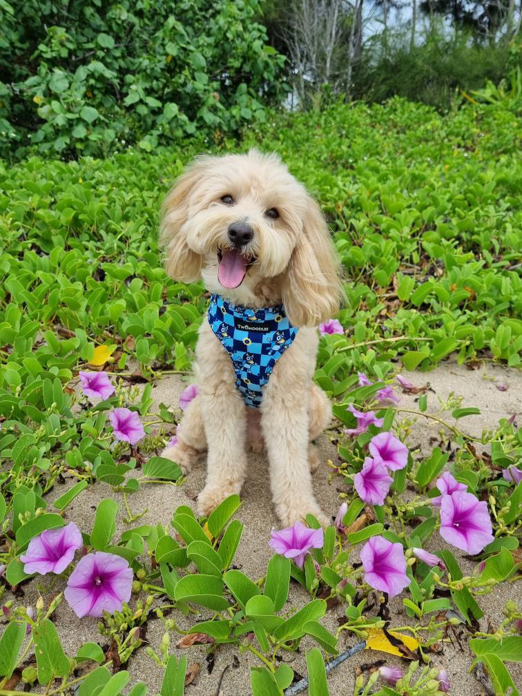 Twomoodles | 32 Currawong St, Deebing Heights QLD 4306, Australia | Phone: 0417 751 714