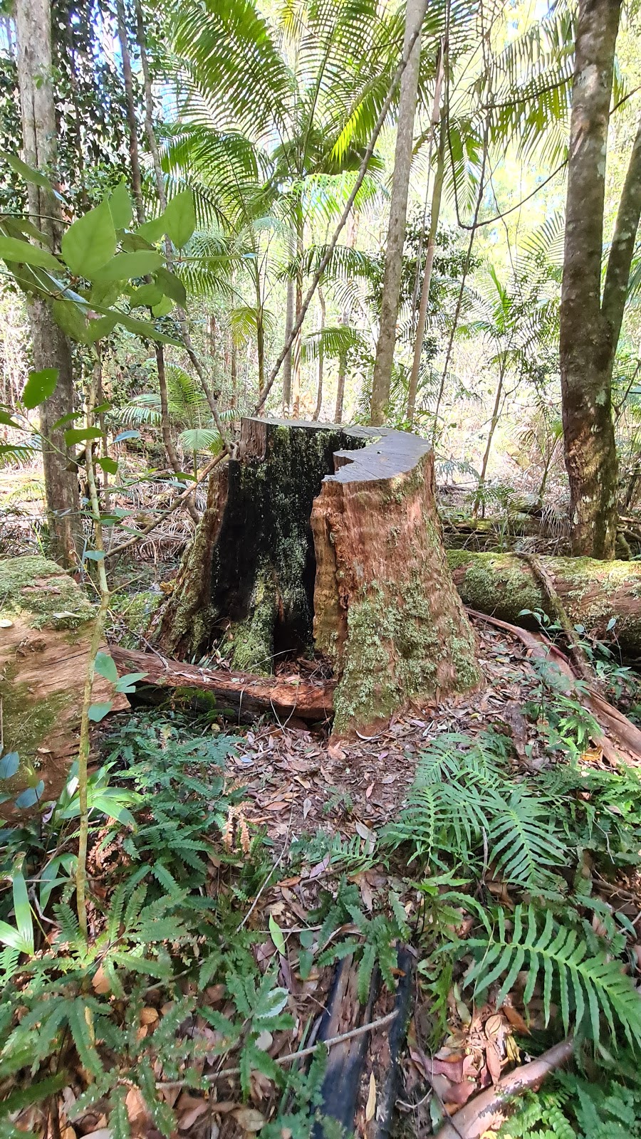 'Old Bottlebutt' (Red Bloodwood tree) - Herons Creek NSW 2443, Australia