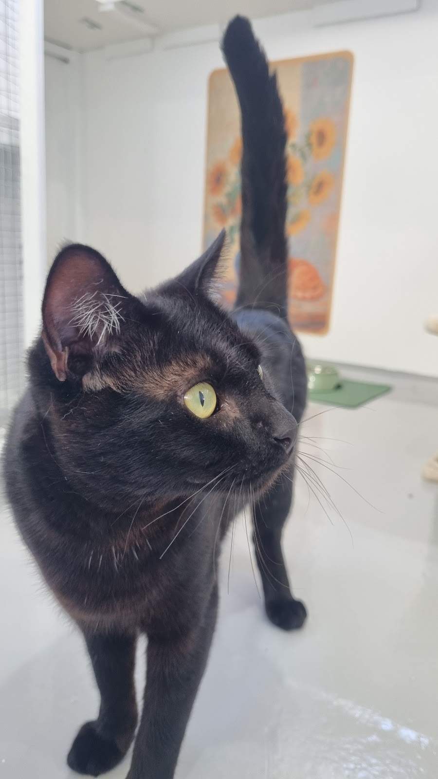 Purrfect Paws Cattery Maffra | 368 Falls Ln, Maffra VIC 3860, Australia | Phone: 0400 554 592