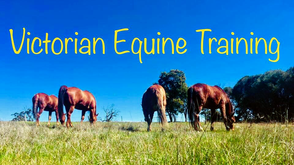 Victorian Equine Training | 35 Crosier Rd, Happy Valley VIC 3360, Australia | Phone: 0422 609 571