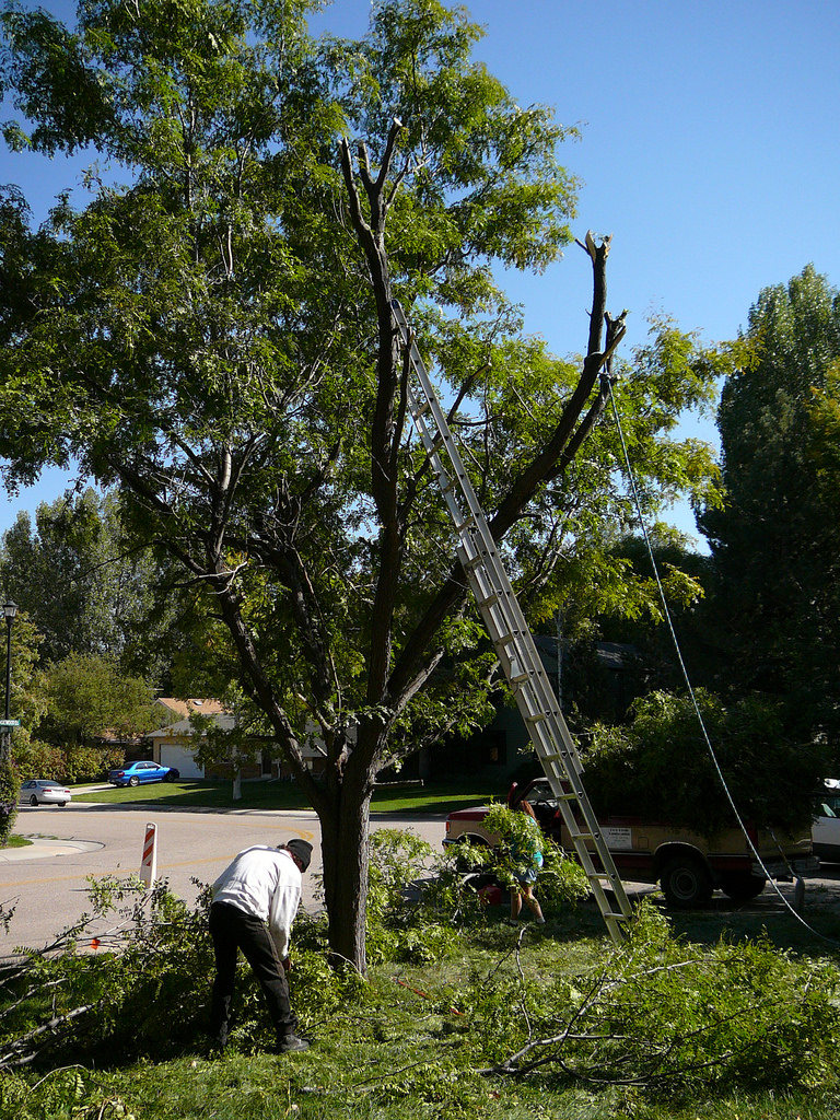 Capalaba Tree Removal Wellington Point | 94 Beachcrest Rd, Wellington Point QLD 4160, Australia | Phone: (07) 3064 0638