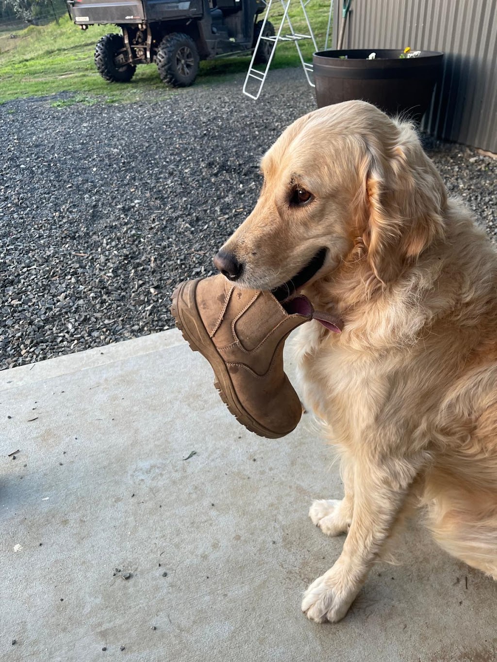 Fairway Creek Retrievers | 61 Narone Creek Rd, Wollombi NSW 2325, Australia | Phone: 0412 411 263