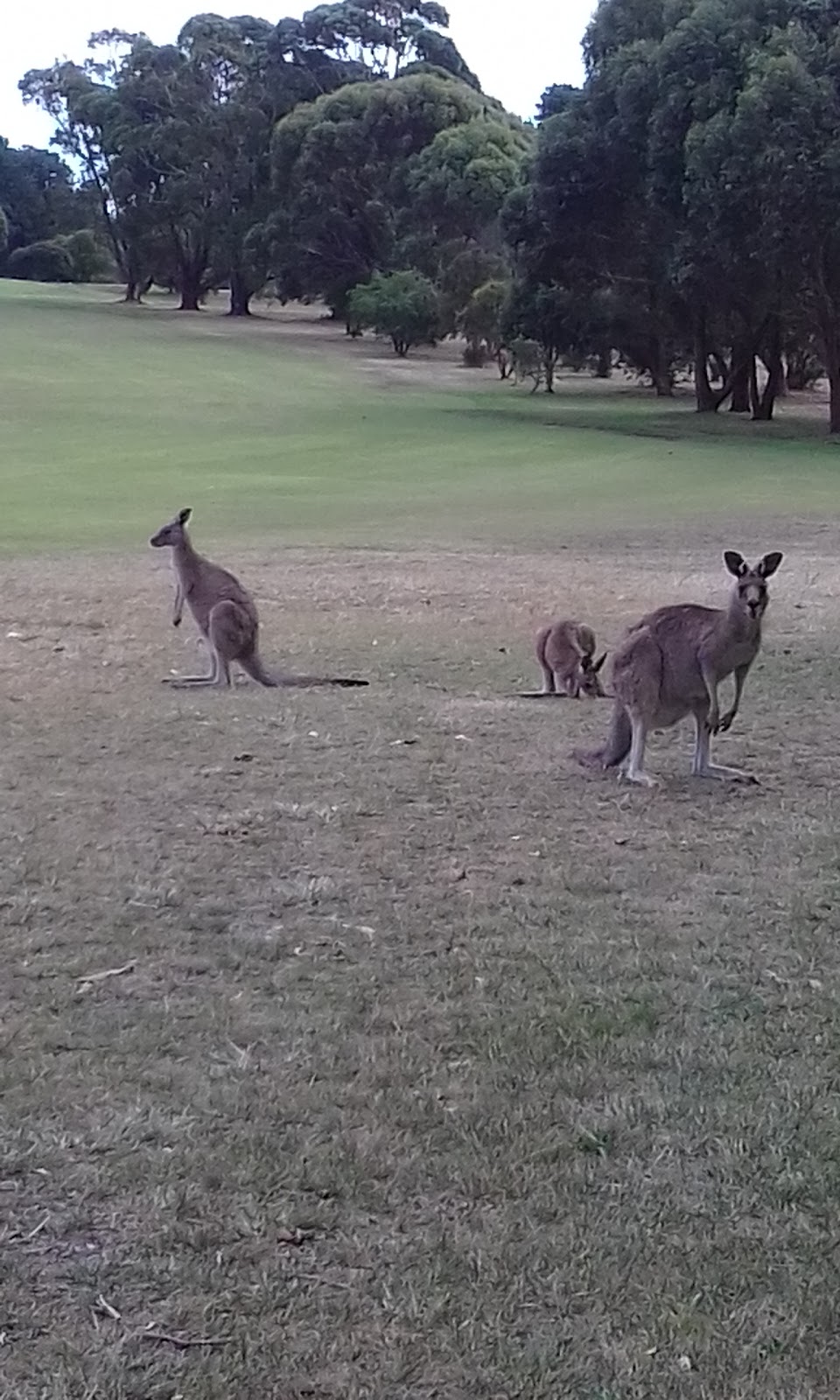 Wonthaggi Golf Club |  | McKenzie Street, Wonthaggi VIC 3995, Australia | 0356723697 OR +61 3 5672 3697