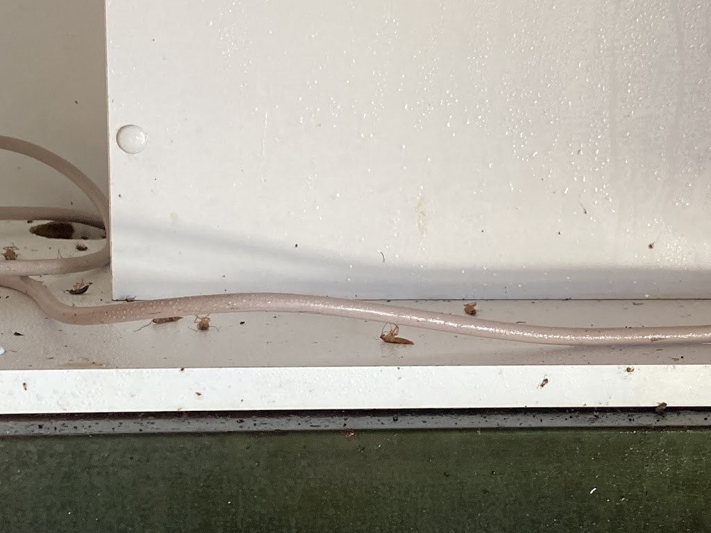 Down and Out Pest Control/Property Services | all areas, 20 Magree Crescent, Chipping Norton NSW 2170, Australia | Phone: 0412 463 242