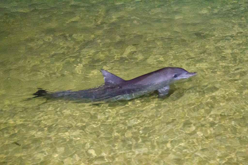 Tangalooma Wild Dolphin Feeding | zoo | Tangalooma Jetty Tangalooma, QLD 4025, Australia | 0736372000 OR +61 7 3637 2000