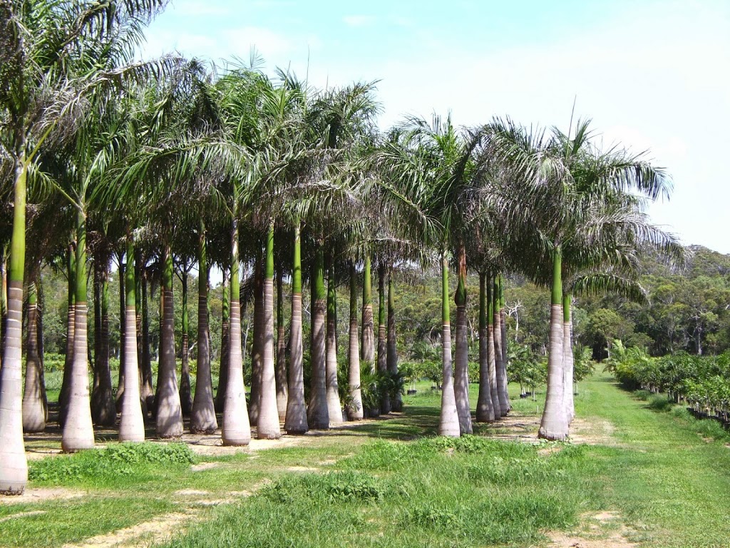 Starlight Palm Plantation |  | 101 Mick Ready Rd, Grasstree Beach QLD 4740, Australia | 0402455188 OR +61 402 455 188