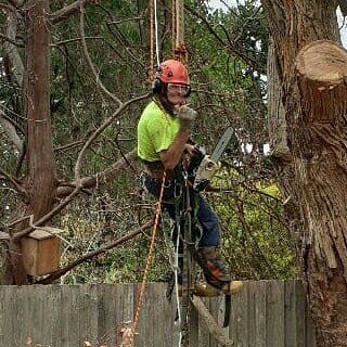 ESP Tree Services Pty Ltd. | 63 Beatrice St, Cheltenham VIC 3192, Australia | Phone: 0411 111 945