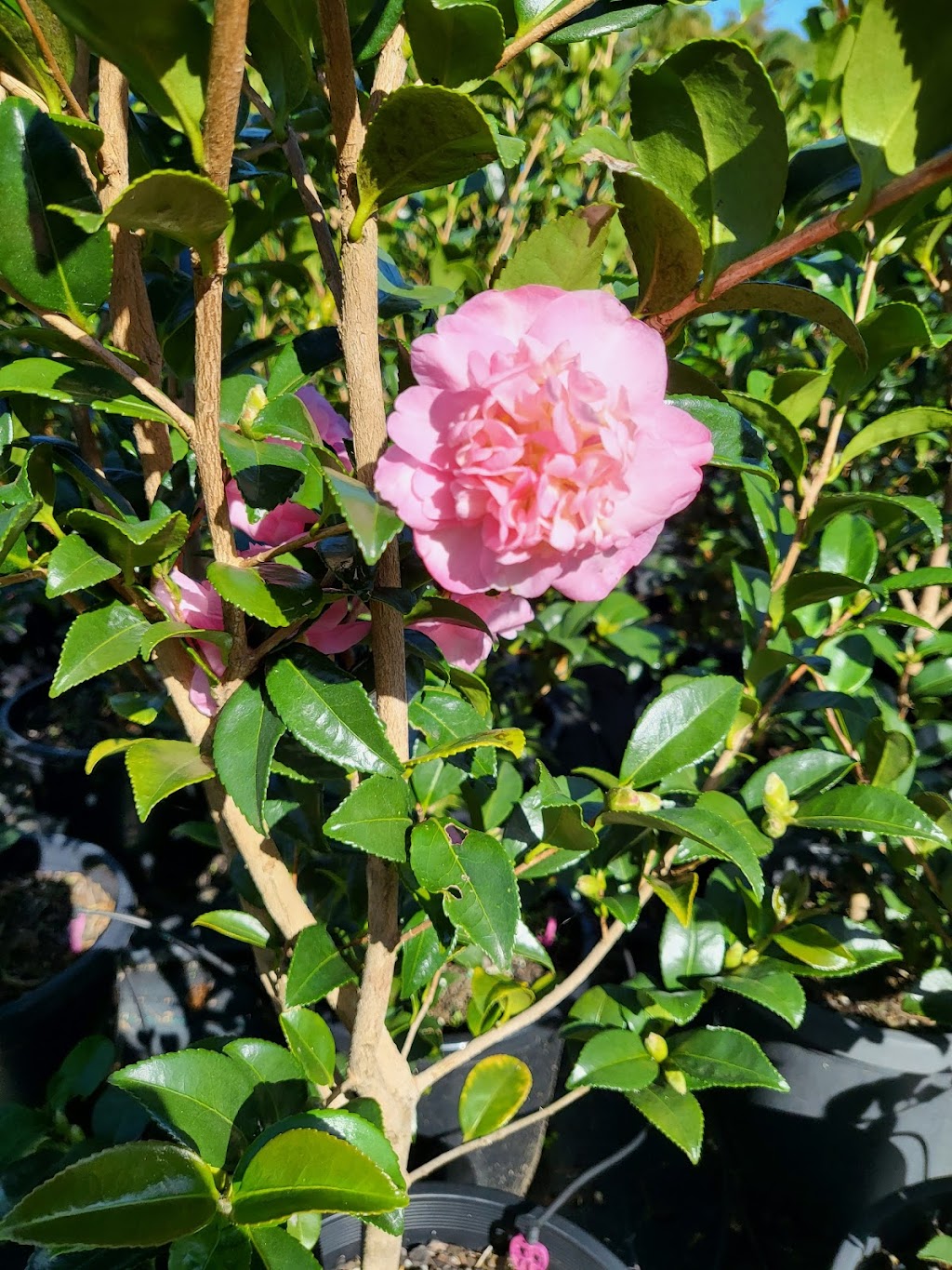 Flora Nursery | 73a Pitt Town Rd, Kenthurst NSW 2156, Australia | Phone: (02) 9654 9670