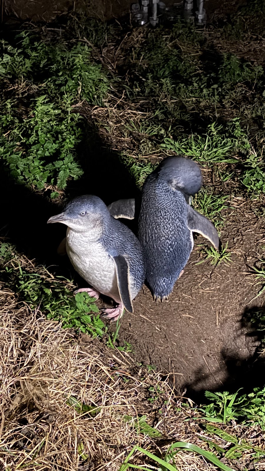 Penguin Parade Visitor Centre | 1019 Ventnor Rd, Summerlands VIC 3922, Australia | Phone: (03) 5951 2830