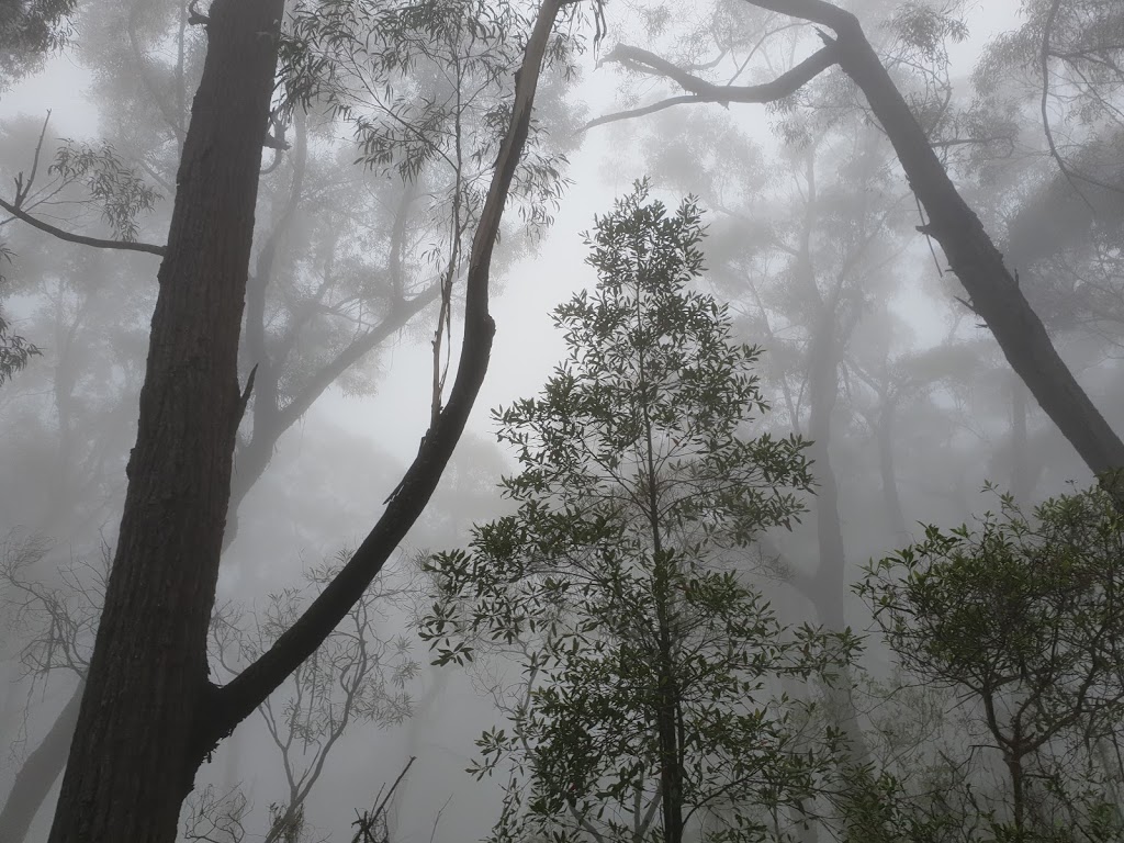 Corn Trail Walking Track Trail head | Old River Rd, Monga NSW 2622, Australia