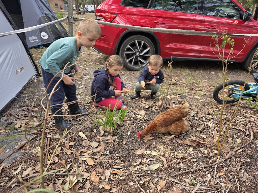 Burrill Pines Bush Camping | Bush Camp Rd, Burrill Lake NSW 2539, Australia | Phone: (02) 4455 1224