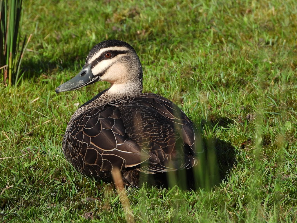 Gulkula2 Wildlife Retreat | 30 Igglesden Rd, Garden Island Creek TAS 7112, Australia | Phone: 0423 728 852