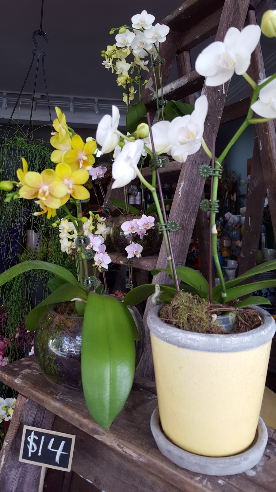 Spotted Orchid | florist | 1/44 Burns Bay Rd, Lane Cove NSW 2066, Australia | 0294186770 OR +61 2 9418 6770