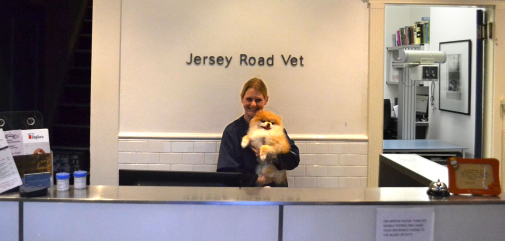 Jersey Road Veterinary Hospital | 176 Jersey Rd, Woollahra NSW 2025, Australia | Phone: (02) 9363 3563