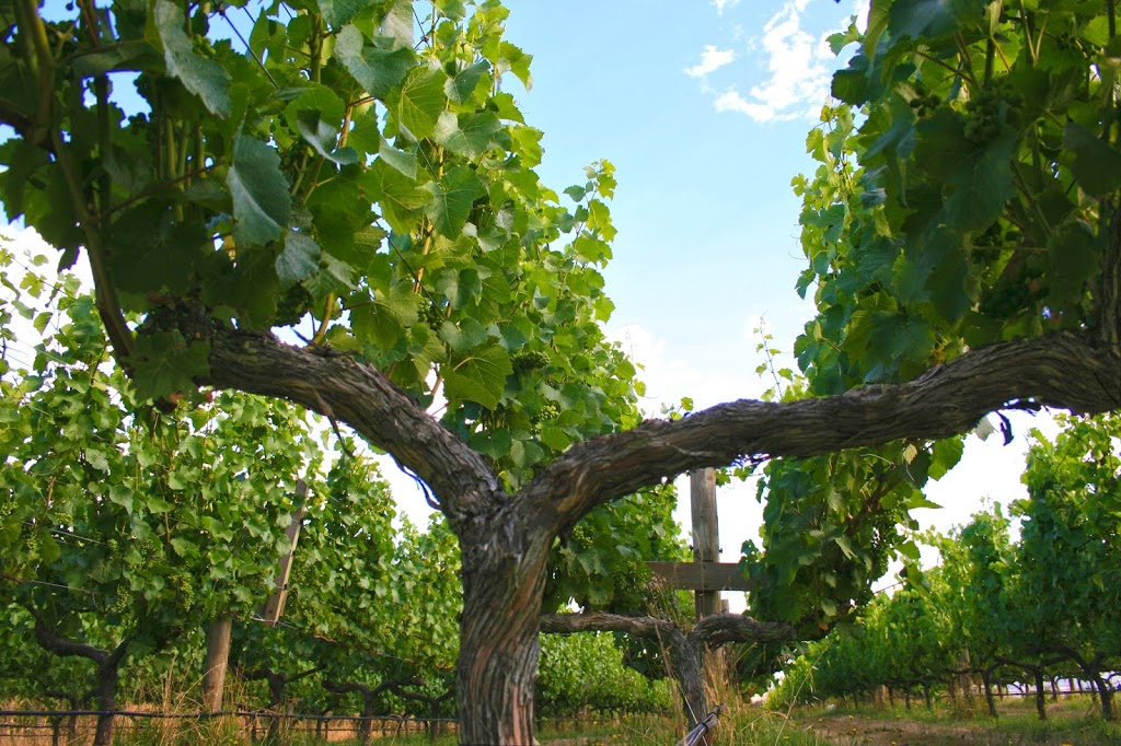 Curly Flat Vineyard | tourist attraction | 263 Collivers Rd, Lancefield VIC 3435, Australia | 0354291956 OR +61 3 5429 1956