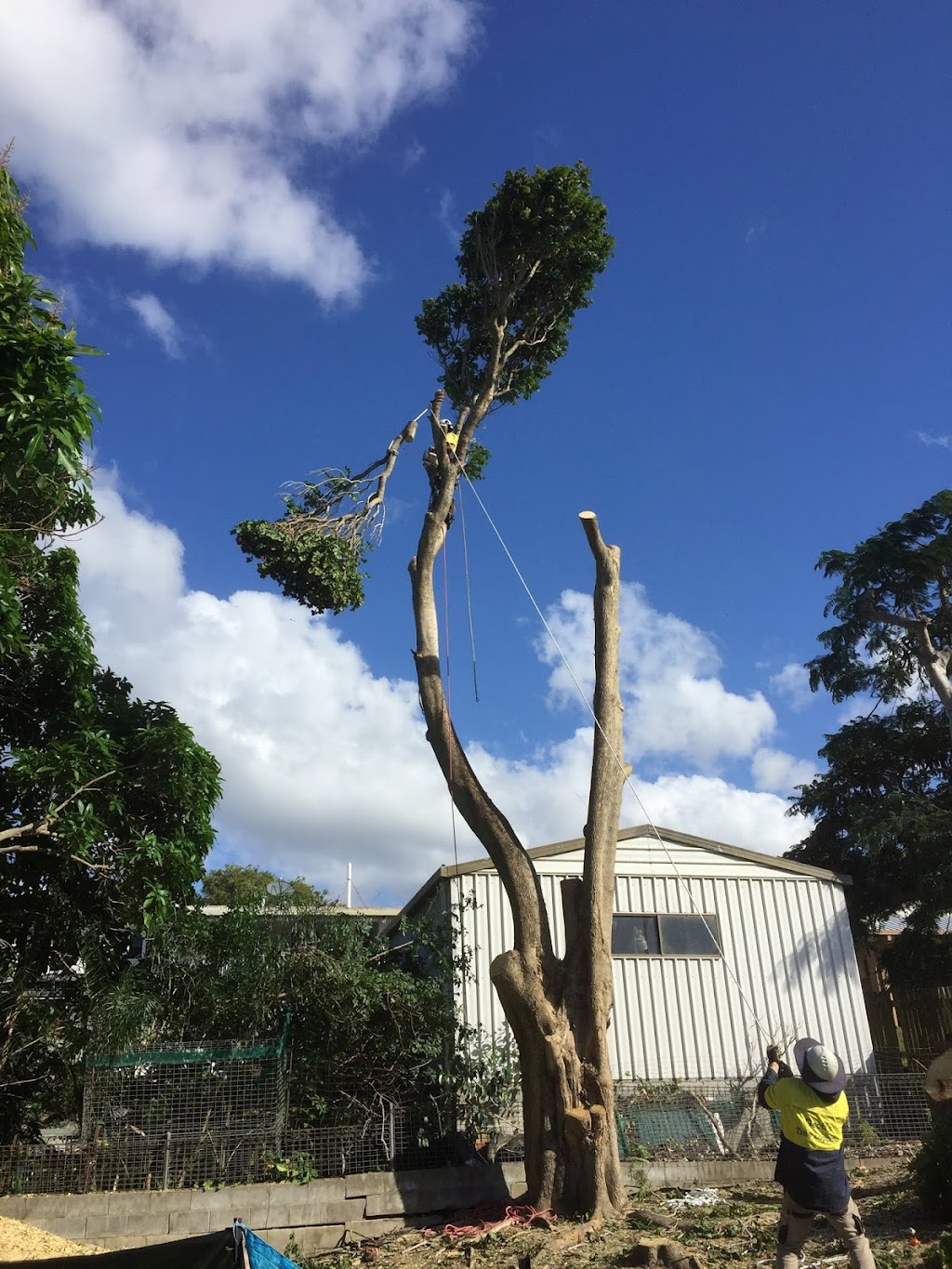 Geoffs Tree Lopping Hervey Bay | 3 Namwen Ct, Pialba QLD 4655, Australia | Phone: 0409 412 870