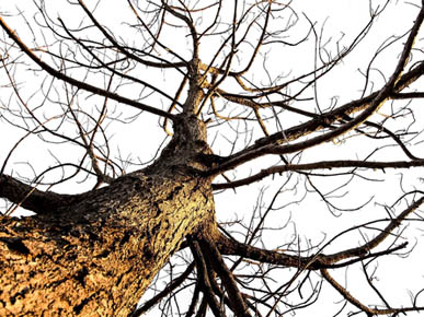 All Seasons Tree Lopping Services | Servicing Blacktown, Blue Mountains, Hills District, Windsor, Marsden Park Jordan Springs, Rouse Hill, Kellyville, Baulkham Hills, Bella Vista Carlingford Katoomba, Springwood, Emu Plains, Blaxland, 17 Muscio, Colyton NSW 2760, Australia | Phone: 0423 682 322
