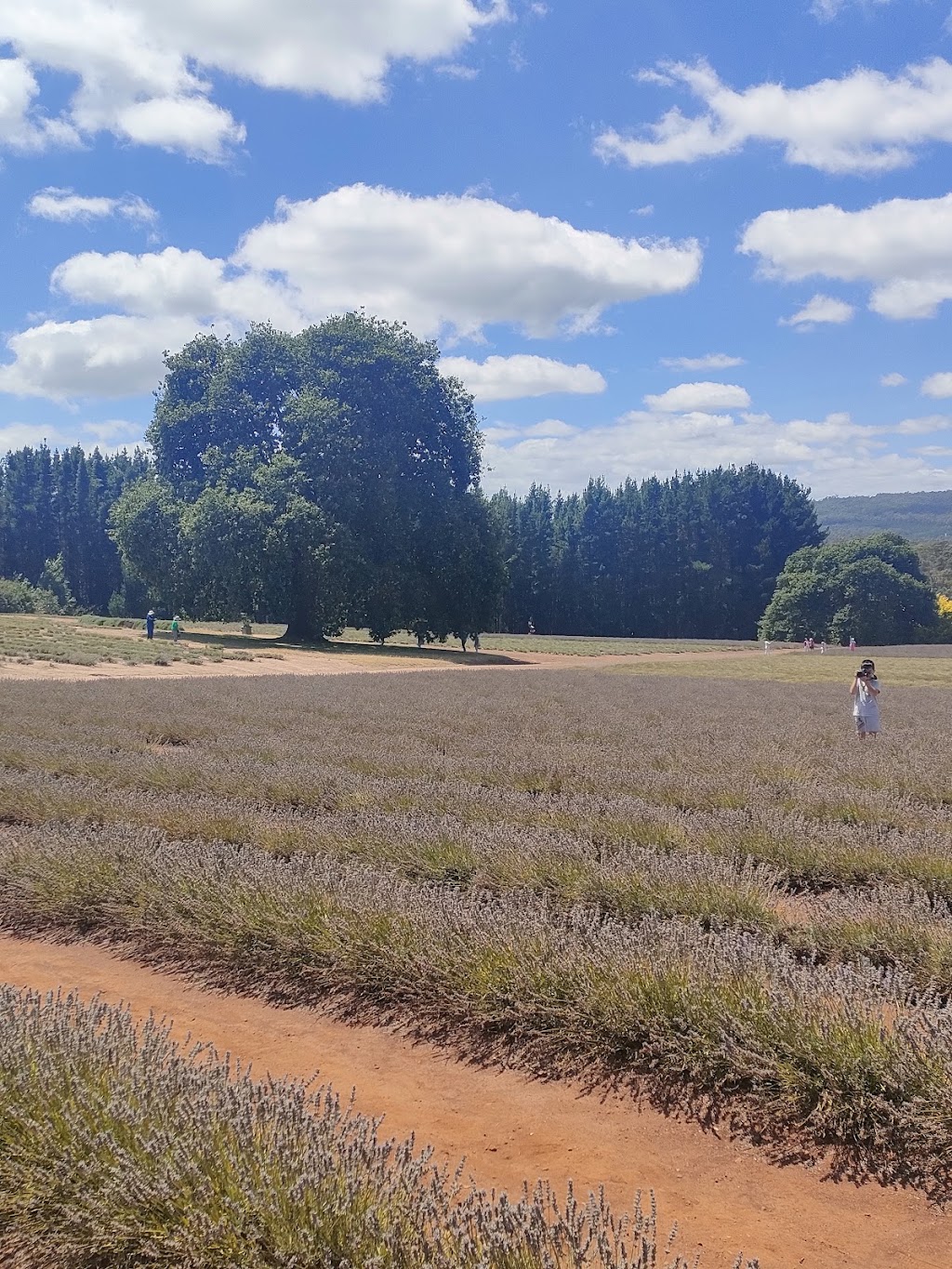 Bridestowe Lavender Farm | 296 Gillespies Rd, Nabowla TAS 7260, Australia | Phone: (03) 6352 8182