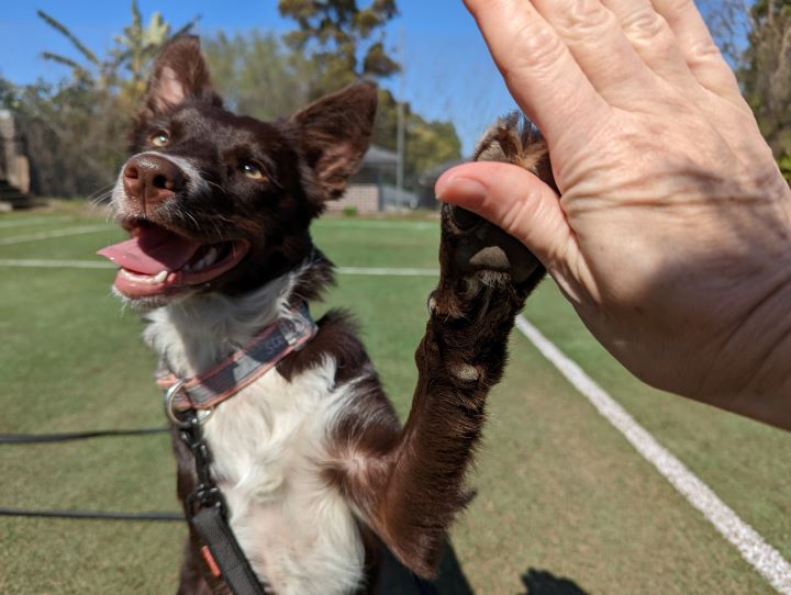 Starksridge Dog Training | 65a Epping Ave, Eastwood NSW 2122, Australia | Phone: 0412 207 234