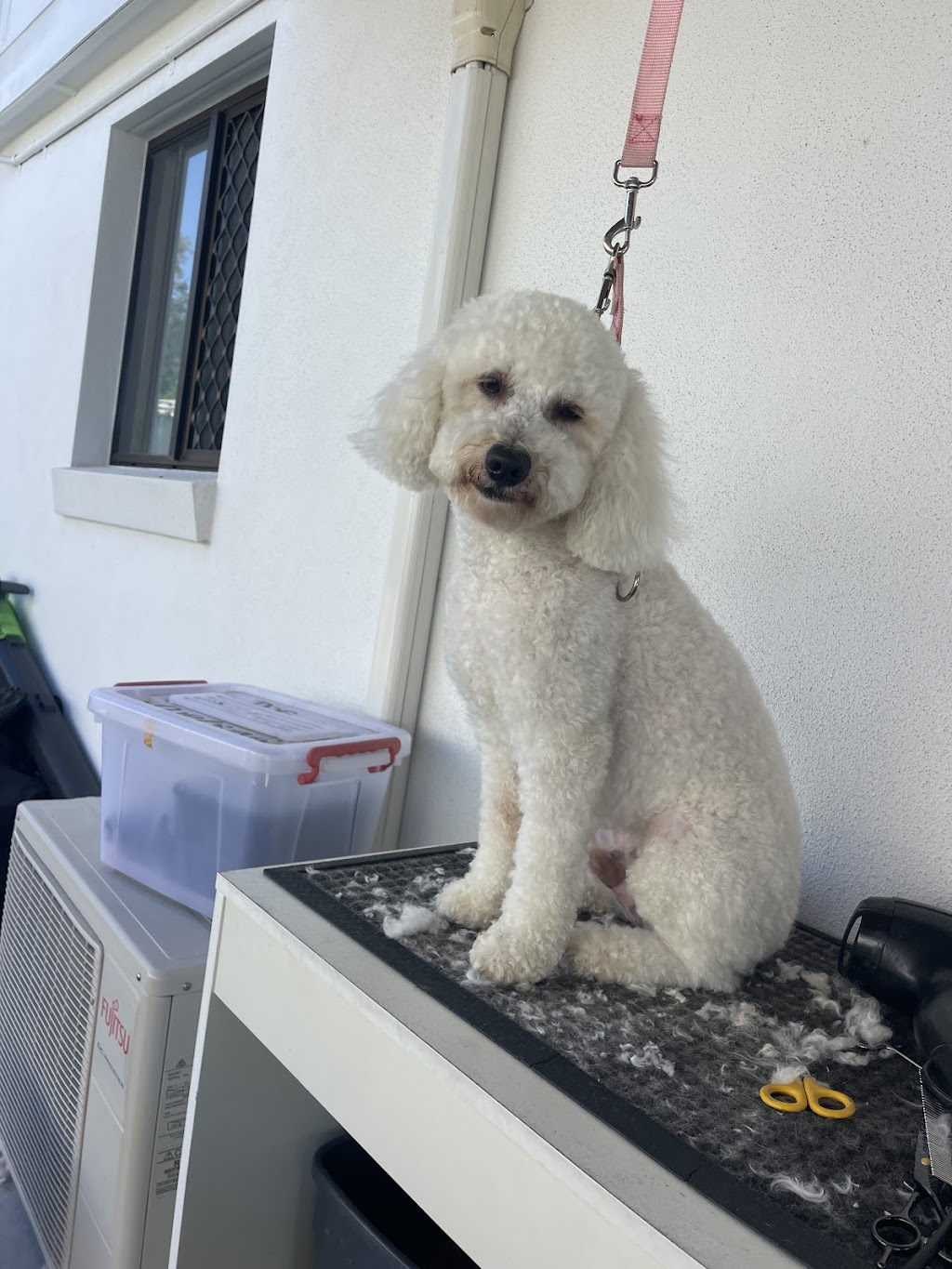Summer Cuts Dog Grooming | 146 Bishop Rd, Beachmere QLD 4510, Australia | Phone: 0432 366 702