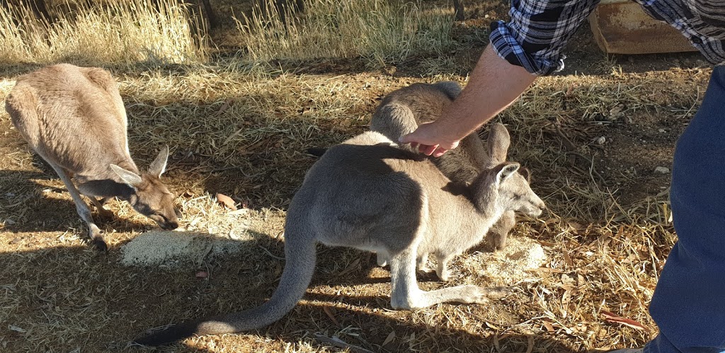 Tinakori Animal Farm |  | Tinakori Animal Farm, 150 Kierces Rd, Clunes VIC 3370, Australia | 0353453060 OR +61 3 5345 3060