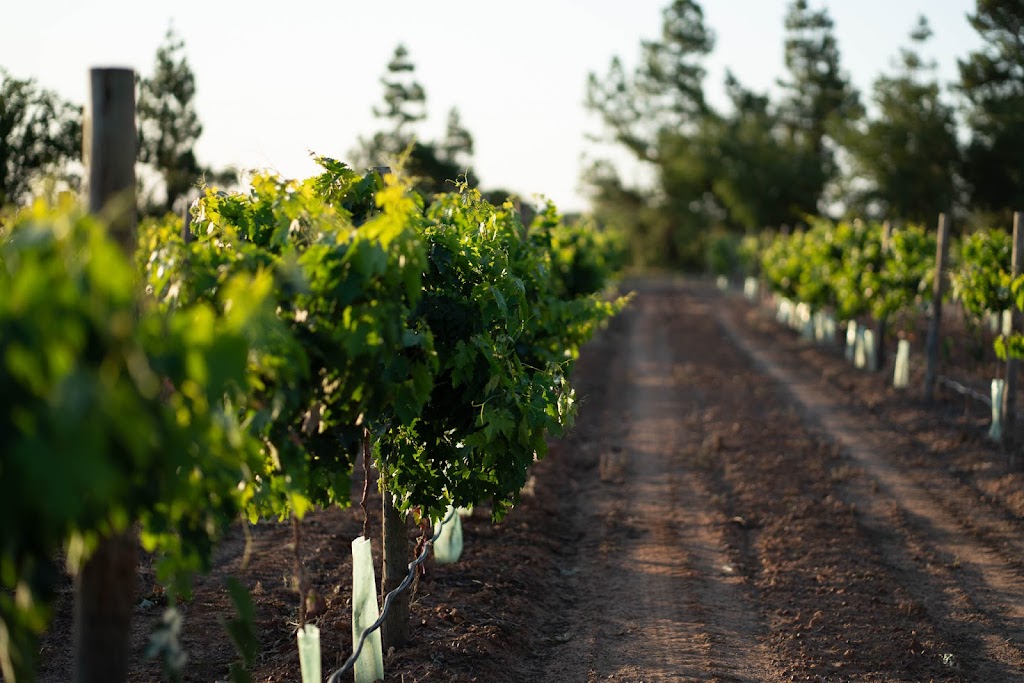 Signor Vino | 111 Hanwood Ave, Hanwood NSW 2680, Australia | Phone: 0438 530 129