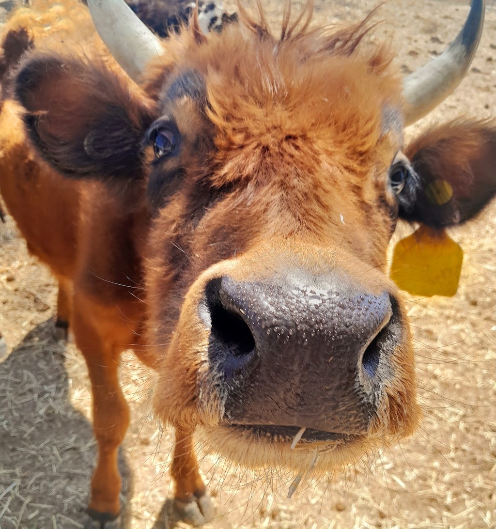 Ability 2 discover | 758 Rosewood Marburg Rd, Marburg QLD 4346, Australia | Phone: 0438 767 974