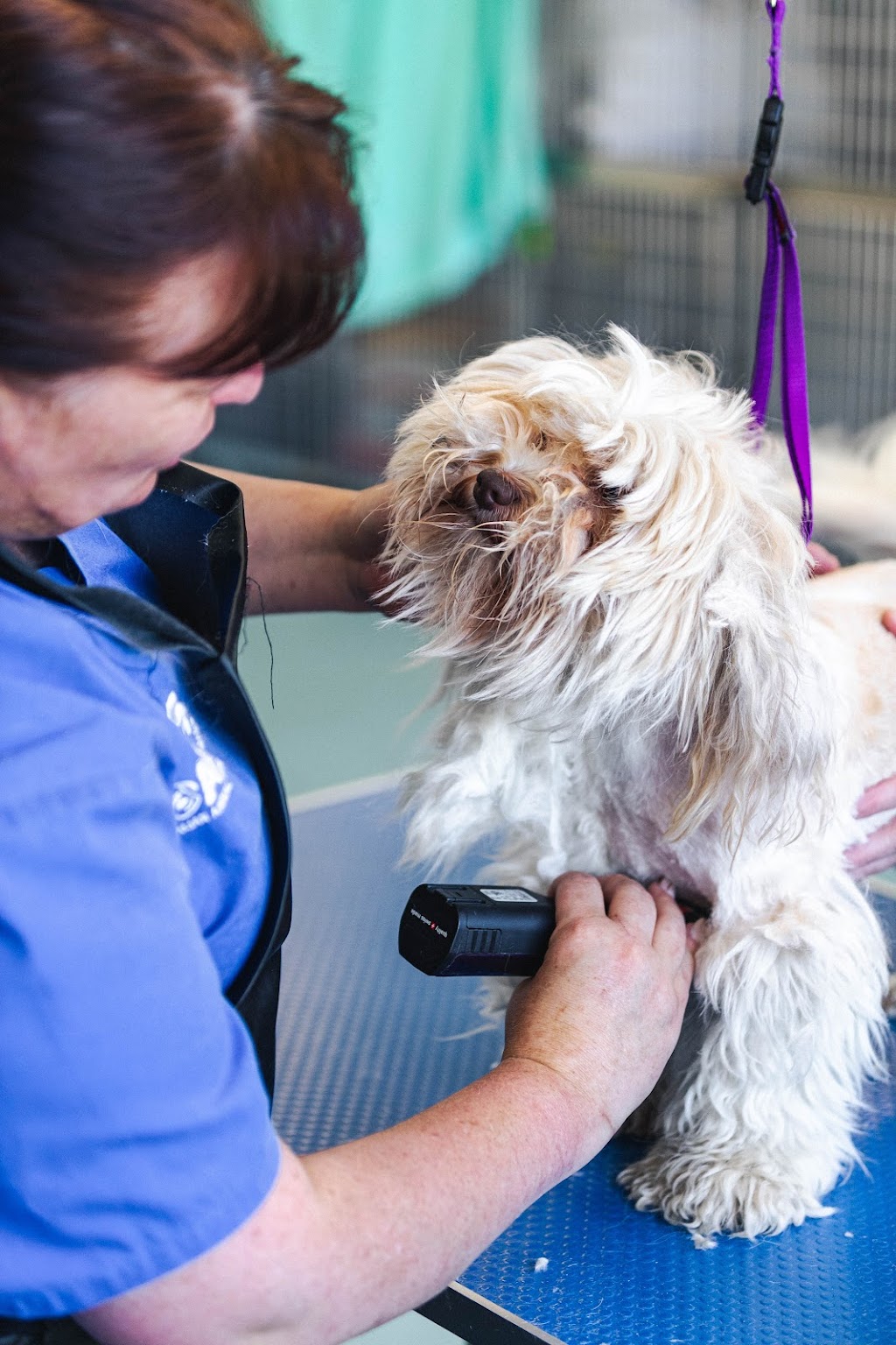 AAPS Grooming Keysborough | point of interest | 26 Aegean Ave, Keysborough VIC 3173, Australia | 0397988415 OR +61 3 9798 8415