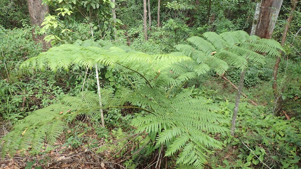 Eudlo Creek National Park | Palmwoods QLD 4555, Australia