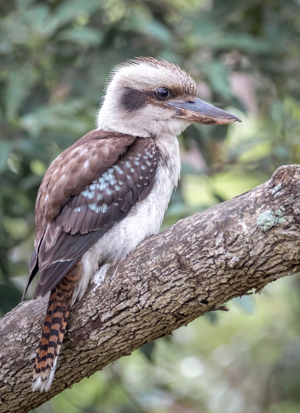 Warriewood Wetlands | 14 Jacksons Rd, Sydney NSW 2102, Australia | Phone: (02) 9970 1111