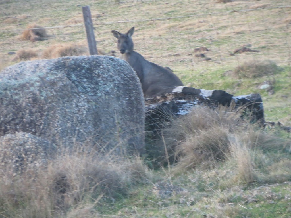 Tenterfield Tours | 206 Pelham St, Tenterfield NSW 2372, Australia | Phone: 0429 358 300